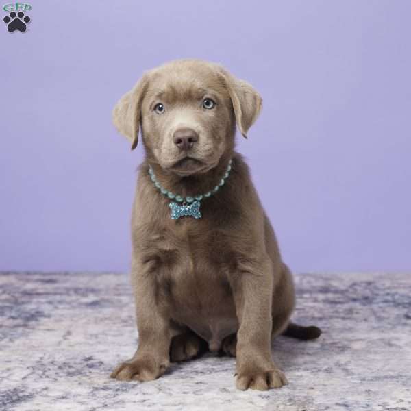 Denver, Silver Labrador Retriever Puppy